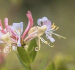 image fleurs de bach