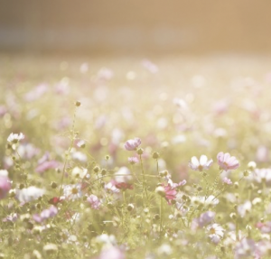 image fleurs de bach